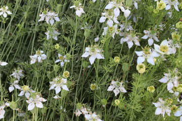 Fototapeta premium black cumin flower on farm
