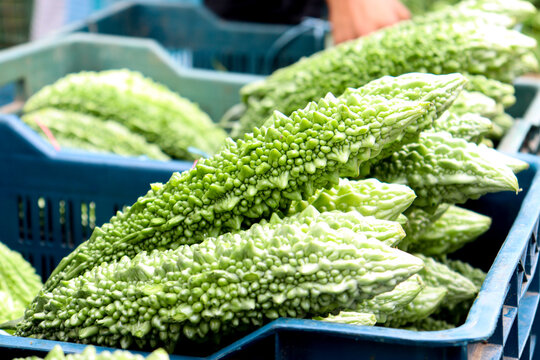 bitter melon stock on shop for sell