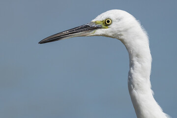 The little egret (Egretta garzetta) is a species of small heron in the family Ardeidae. It is a white bird with a slender black beak, long black legs 