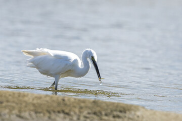 The little egret (Egretta garzetta) is a species of small heron in the family Ardeidae. It is a white bird with a slender black beak, long black legs 
