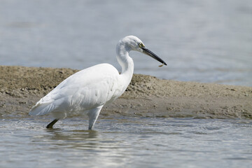 The little egret (Egretta garzetta) is a species of small heron in the family Ardeidae. It is a white bird with a slender black beak, long black legs 