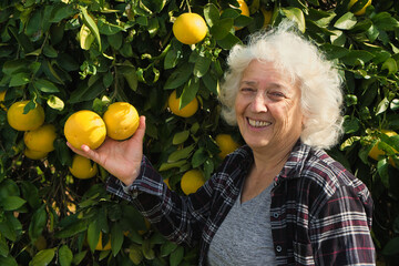 Fototapeta premium Golden Harvest: Senior Farmer with Citrus Fruits