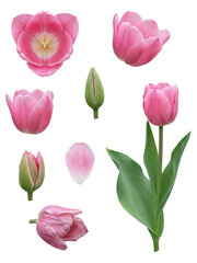 Fototapeta premium Pink Tulip Flower Set Isolated on White Background