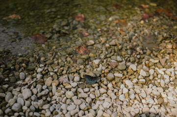 Black butterfly rests on rocky creek bank at Turkey Run State Park