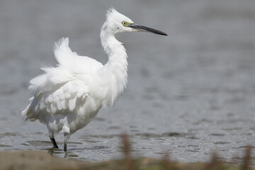 The little egret (Egretta garzetta) is a species of small heron in the family Ardeidae. It is a white bird with a slender black beak, long black legs 