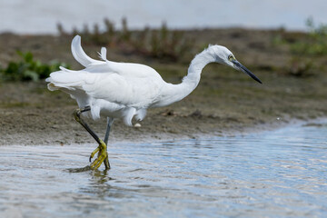 The little egret (Egretta garzetta) is a species of small heron in the family Ardeidae. It is a white bird with a slender black beak, long black legs 