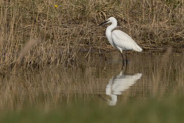 The little egret (Egretta garzetta) is a species of small heron in the family Ardeidae. It is a white bird with a slender black beak, long black legs 