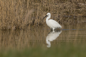 The little egret (Egretta garzetta) is a species of small heron in the family Ardeidae. It is a white bird with a slender black beak, long black legs 