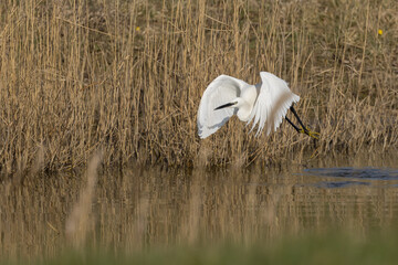 The little egret (Egretta garzetta) is a species of small heron in the family Ardeidae. It is a white bird with a slender black beak, long black legs 