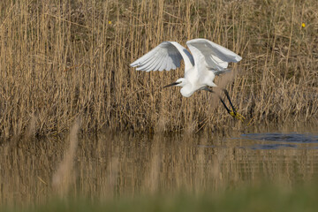 The little egret (Egretta garzetta) is a species of small heron in the family Ardeidae. It is a white bird with a slender black beak, long black legs 