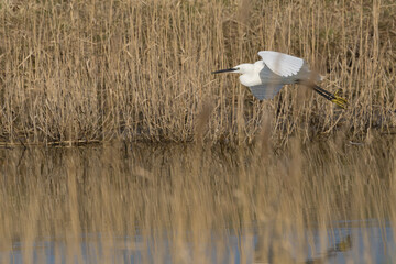 The little egret (Egretta garzetta) is a species of small heron in the family Ardeidae. It is a white bird with a slender black beak, long black legs 