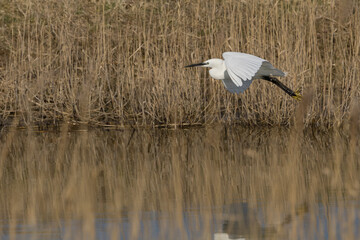 The little egret (Egretta garzetta) is a species of small heron in the family Ardeidae. It is a white bird with a slender black beak, long black legs 