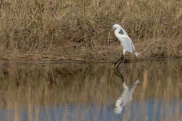 The little egret (Egretta garzetta) is a species of small heron in the family Ardeidae. It is a white bird with a slender black beak, long black legs 