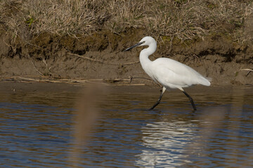 The little egret (Egretta garzetta) is a species of small heron in the family Ardeidae. It is a white bird with a slender black beak, long black legs 