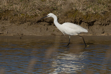 The little egret (Egretta garzetta) is a species of small heron in the family Ardeidae. It is a white bird with a slender black beak, long black legs 