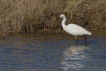 The little egret (Egretta garzetta) is a species of small heron in the family Ardeidae. It is a white bird with a slender black beak, long black legs 