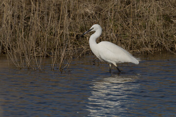 The little egret (Egretta garzetta) is a species of small heron in the family Ardeidae. It is a white bird with a slender black beak, long black legs 
