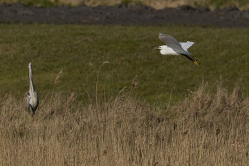 The little egret (Egretta garzetta) is a species of small heron in the family Ardeidae. It is a white bird with a slender black beak, long black legs 