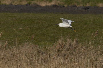 The little egret (Egretta garzetta) is a species of small heron in the family Ardeidae. It is a white bird with a slender black beak, long black legs 