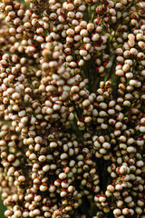 Sorghum crops in the farm