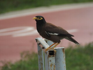 
A close-up photograph of a brown myna perched on a log.