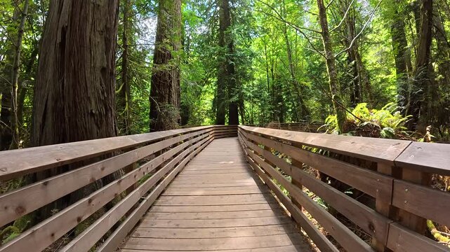 Sunlight filtering through giant tree canopies along wooden walkway, revealing towering trees and sky in cathedral grove nature park on vancouver island, british columbia