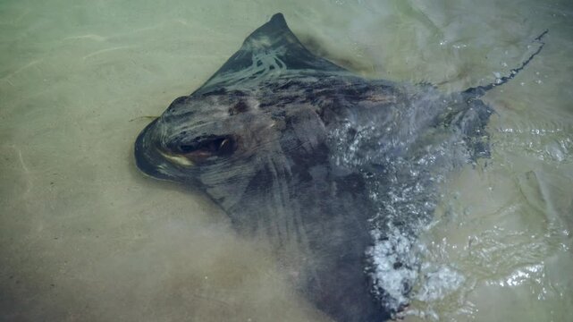 Close View Of Stingray In Surf, Observation Of Stingray Gliding Over Sand As Waves Gently Wash Over Its Body