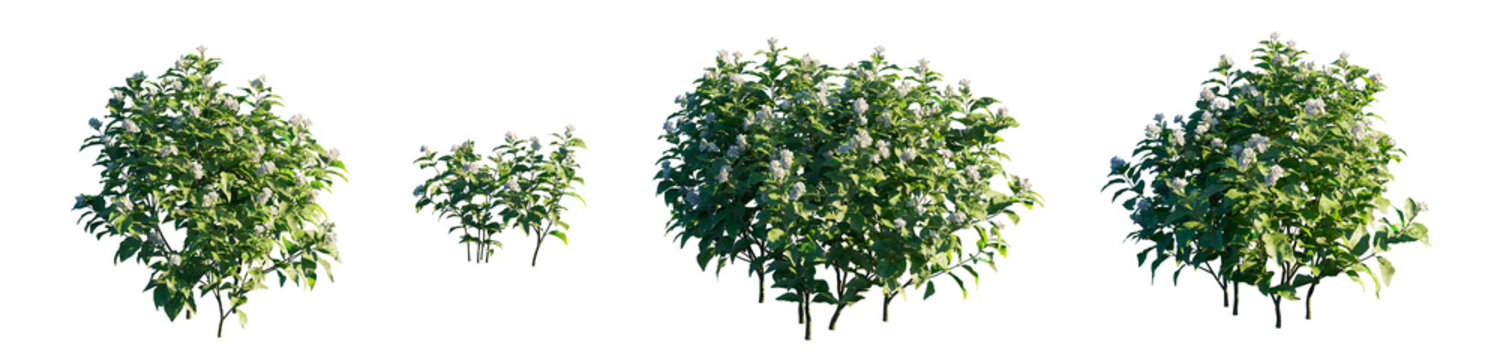 Jasminum Sambac (Arabian Jasmine) plant or shrub isolated PNG on a transparent background premium nature cutout