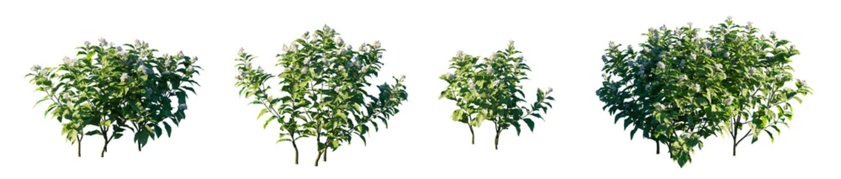 Jasminum Sambac (Arabian Jasmine) plant or shrub isolated PNG on a transparent background premium nature cutout