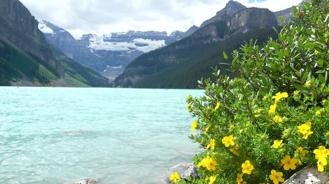 Yellow flowers are blooming on the rocky shore of the turquoise lake louise, with the canadian rockies and victoria glacier in the background on a cloudy summer day