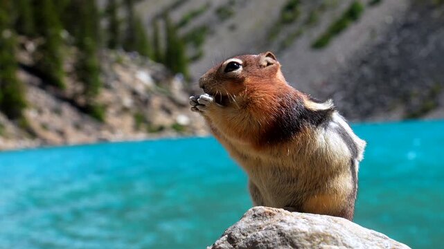 Golden mantled ground squirrel enjoying a snack on a rock in front of the turquoise waters of moraine lake, banff national park, in the canadian rockies
