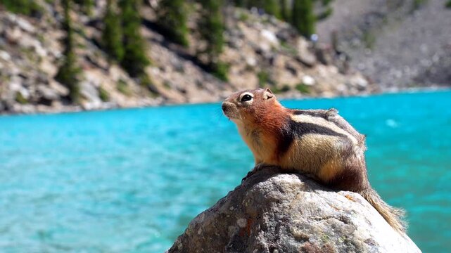 Golden mantled ground squirrel sits on a rock, enjoying a snack with the turquoise waters of moraine lake and the canadian rockies as a backdrop