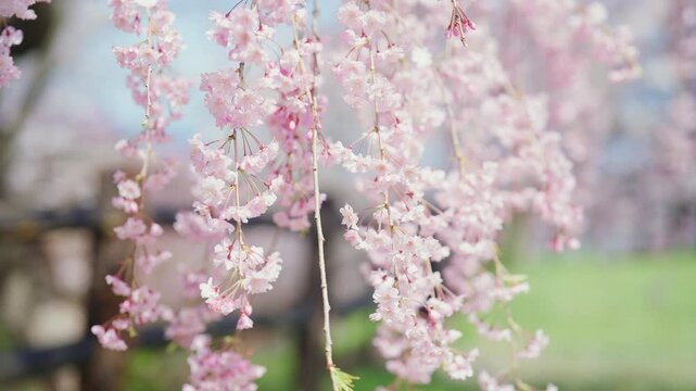 beautiful Spring day, sakura Cherry blossom against blue sky in park, Shidarezakura Weeping Cherry blooming in sunshine day. Japan Travel background, template and wallpaper for spring season