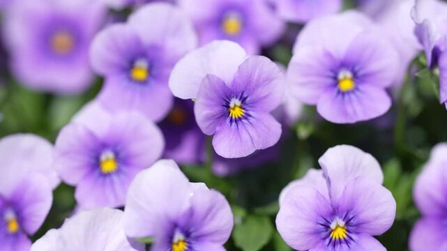 Pansy flowers in bloom. Gentle purple viola floral background. Fresh spring pansies in sunlight. Viola flower with yellow center. Pansy blossoms creating spring mood. Garden viola flowers in focus.