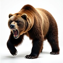 Fototapeta premium Brown bear shows sharp teeth, mouth open wide. Fierce mammal walks forward, displaying large powerful paws and claws on clean white background. Wild animal, carnivore threat.