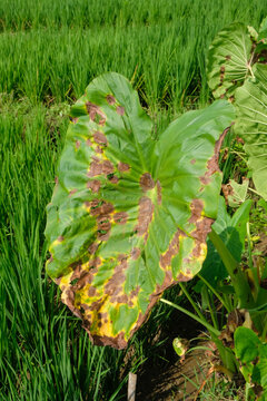 Close-up of a taro leaf with brown spots due to disease. Plant disease concept. For graphic design, 3D rendering and banners