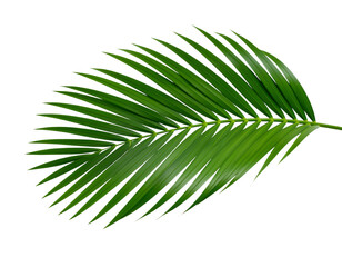 Obraz premium Tropical Palm Leaf PNG