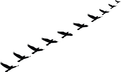 Flying bird silhouette vector illustration, flock of birds ascending in sky, black avian shapes forming diagonal motion, freedom concept isolated on white background