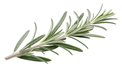 Fresh sprig of aromatic rosemary herb with needle like leaves perfect for culinary and medicinal uses on transparent background