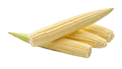 Small cluster of fresh pale yellow baby corn cobs with husks partially peeled revealing tender kernels on transparent background