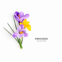 Purple and yellow crocus flowers isolated on white background