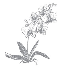 Phalaenopsis orchid with flowers, leaves, and buds. Vector orchid bush. Black ink drawing imitating engraving. Line illustration of an exotic flower. Bouquet in a tropical forest.