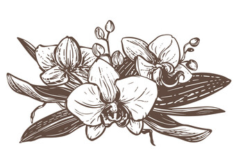 Vector orchid. Composition of phalaenopsis flowers, leaves, and buds. Black ink drawing imitating engraving. Line drawing of an exotic flower. Bouquet of tropical plants.