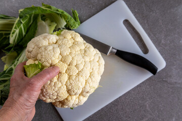 Fresh organic cauliflower held by hand, healthy cooking