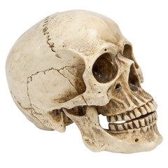Obraz premium Halloween skeleton skull isolated on white background, perfect for spooky decor and festive celebrations