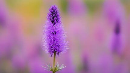Obraz premium 109.A close-up macro shot of a single Meadow Blazing Star, showcasing the intricate, feathery texture of its vibrant purple petals, with a blurred meadow of flowers in the background.