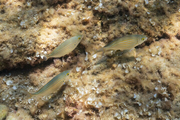 Small school of Sarpa salpa dreamfish with yellow stripes swimming over a rocky seabed covered in algae and sea shells