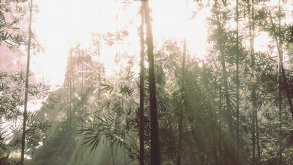 Fototapeta premium Golden sunlight breaks through the lush canopy of a bamboo forest during early morning. The air is filled with tranquility as nature awakens gently in the soft light.