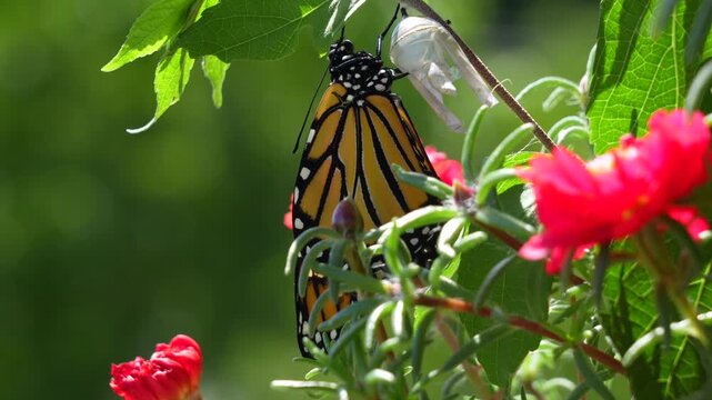 A monarch butterfly coming out of the chrysalis on a plant.