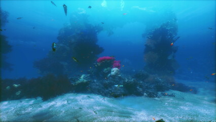 Bright colors come to life under the ocean surface as schools of fish swim around coral formations. This serene underwater landscape showcases natures beauty in a tranquil setting.